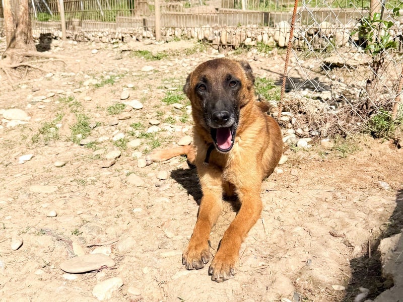 Zuckerpüppi RONJA - verspielt, charmant und verschmust