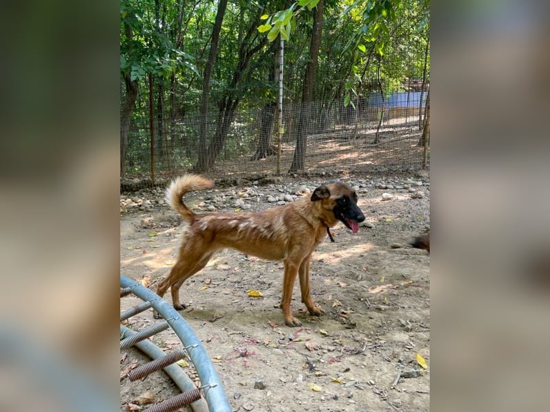 Huhu, charmante RONJA hofft auf ein liebevolles Zuhause