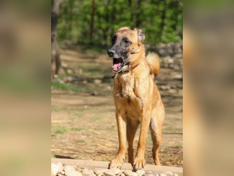 Huhu, charmante RONJA hofft auf ein liebevolles Zuhause