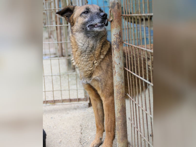 Hoppla - bezaubernde NISHA sucht ihr Kuschelkörbchen