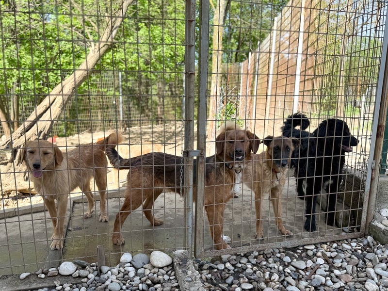 Huhu, charmante RONJA hofft auf ein liebevolles Zuhause