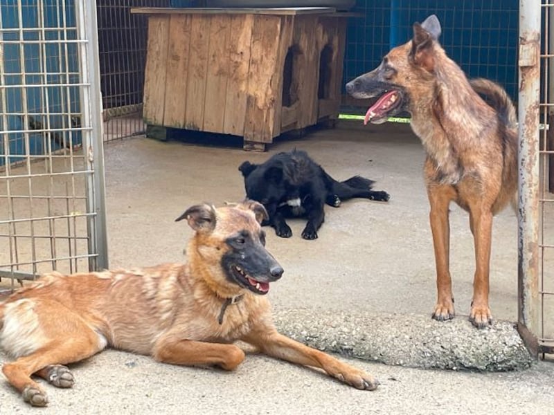 Zuckerpüppi RONJA - verspielt, charmant und verschmust