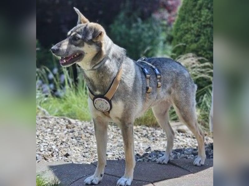 Nadja - freundliche, verspielte Schäferhund-Mix Hündin / Pflegestelle in 38...Remlingen