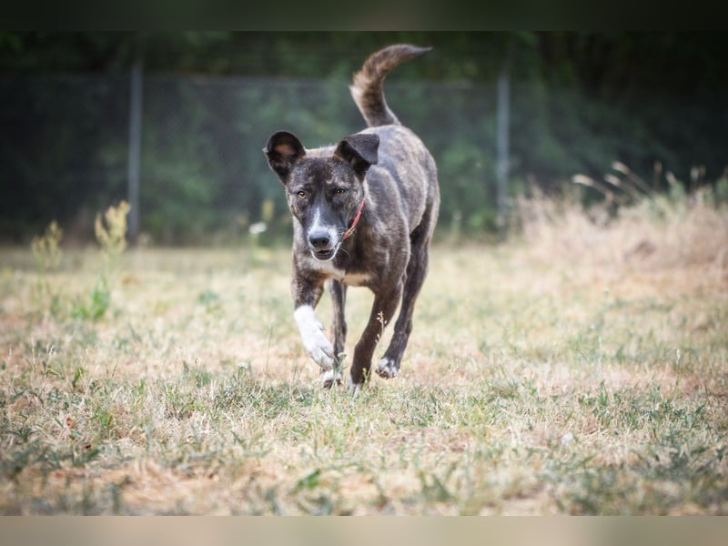Greta - lebhafte, verspielte, neugierige, katzenverträgliche Hündin / auf Pflegestelle in Forchheim