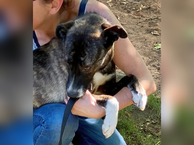 Greta - lebhafte, verspielte, neugierige, katzenverträgliche Hündin / auf Pflegestelle in Forchheim