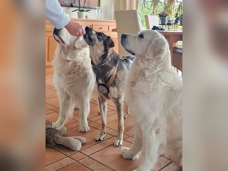 Nadja - freundliche, verspielte Schäferhund-Mix Hündin / Pflegestelle in 38...Remlingen