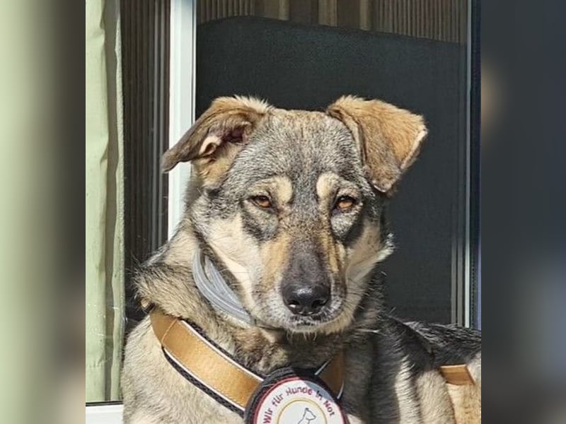 Nadja - freundliche, verspielte Schäferhund-Mix Hündin / Pflegestelle in 38...Remlingen