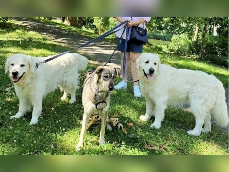 Nadja - freundliche, verspielte Schäferhund-Mix Hündin / Pflegestelle in 38...Remlingen