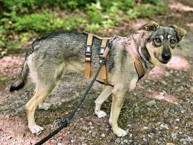 Nadja - freundliche, verspielte Schäferhund-Mix Hündin / Pflegestelle in 38...Remlingen