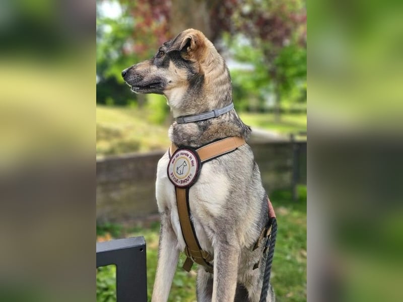 Nadja - freundliche, verspielte Schäferhund-Mix Hündin / Pflegestelle in 38...Remlingen