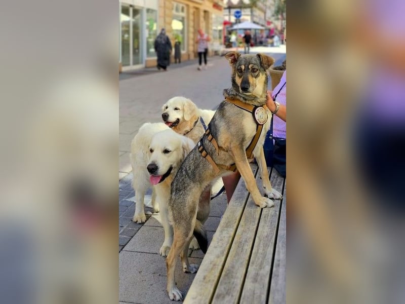 Nadja - freundliche, verspielte Schäferhund-Mix Hündin / Pflegestelle in 38...Remlingen