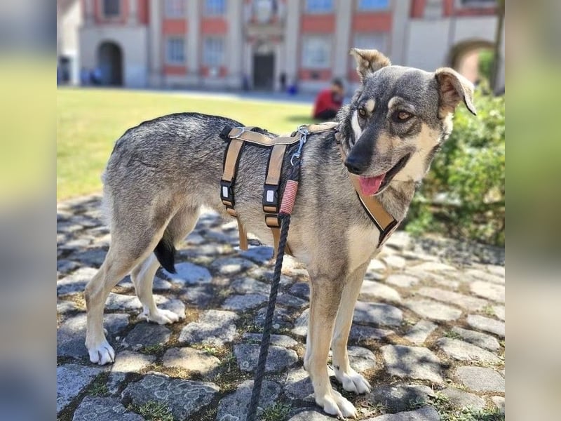 Nadja - freundliche, verspielte Schäferhund-Mix Hündin / Pflegestelle in 38...Remlingen