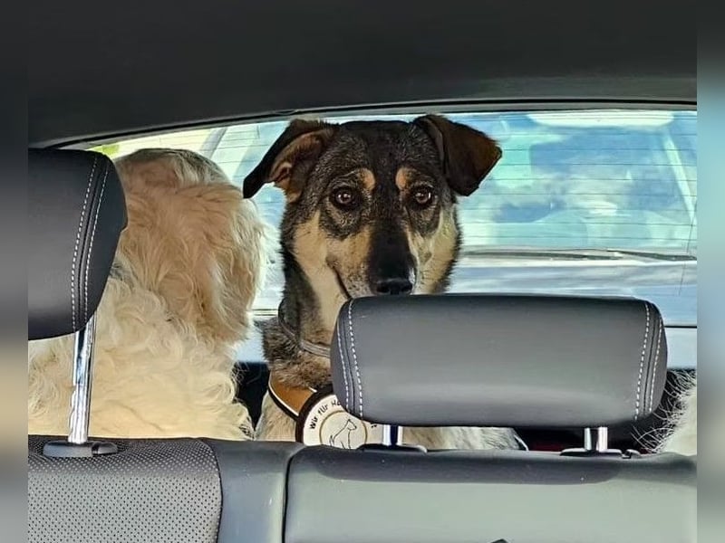 Nadja - freundliche, verspielte Schäferhund-Mix Hündin / Pflegestelle in 38...Remlingen
