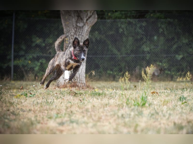 Greta - lebhafte, verspielte, neugierige, katzenverträgliche Hündin / auf Pflegestelle in Forchheim