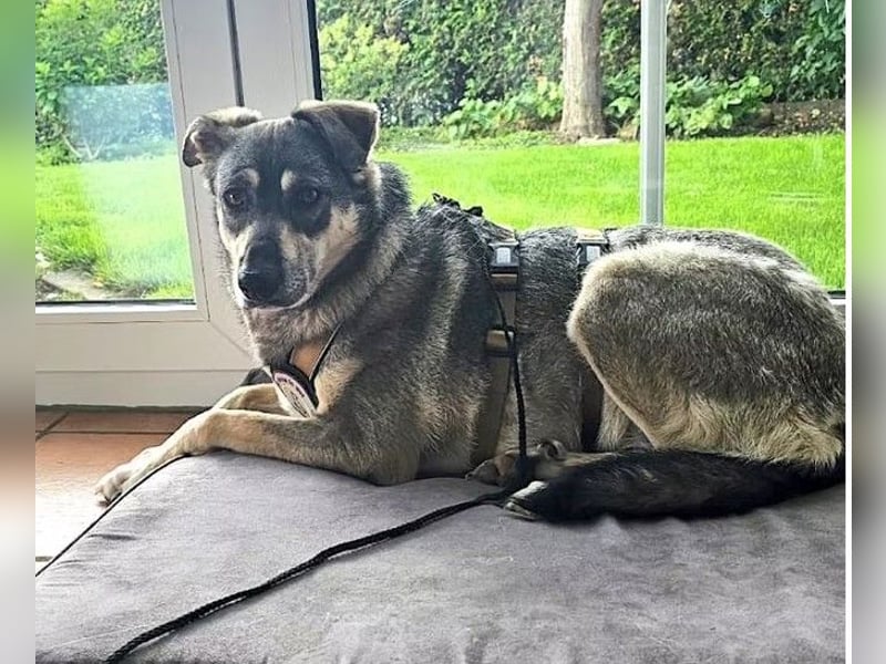 Nadja - freundliche, verspielte Schäferhund-Mix Hündin / Pflegestelle in 38...Remlingen