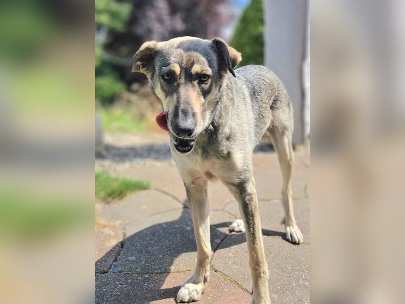 Nadja - freundliche, verspielte Schäferhund-Mix Hündin / Pflegestelle in 38...Remlingen