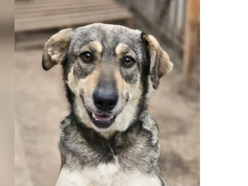 Nadja - freundliche, verspielte Schäferhund-Mix Hündin / Pflegestelle in 38...Remlingen