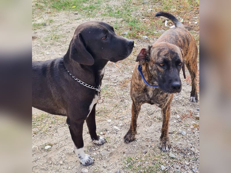 Ifi – eine Hundedame von Eleganz und Format!
