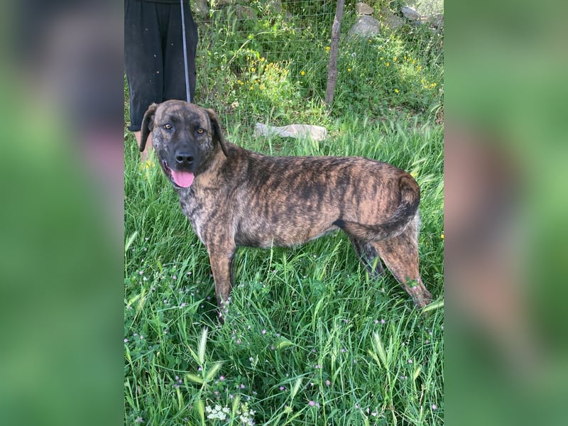 Ifi – eine Hundedame von Eleganz und Format!