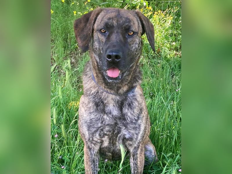 Ifi – eine Hundedame von Eleganz und Format!
