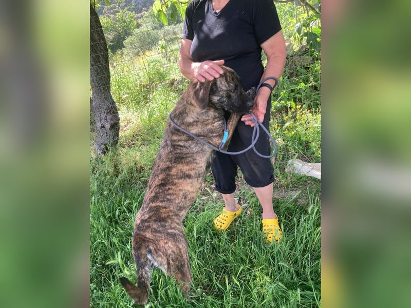 Ifi – eine Hundedame von Eleganz und Format!