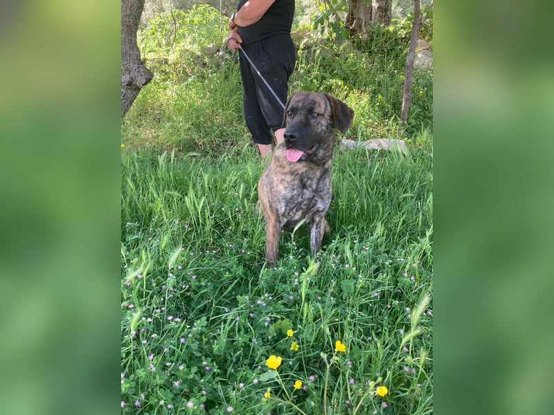 Ifi – eine Hundedame von Eleganz und Format!