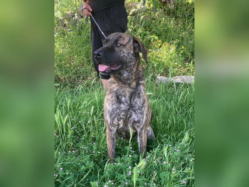 Ifi – eine Hundedame von Eleganz und Format!