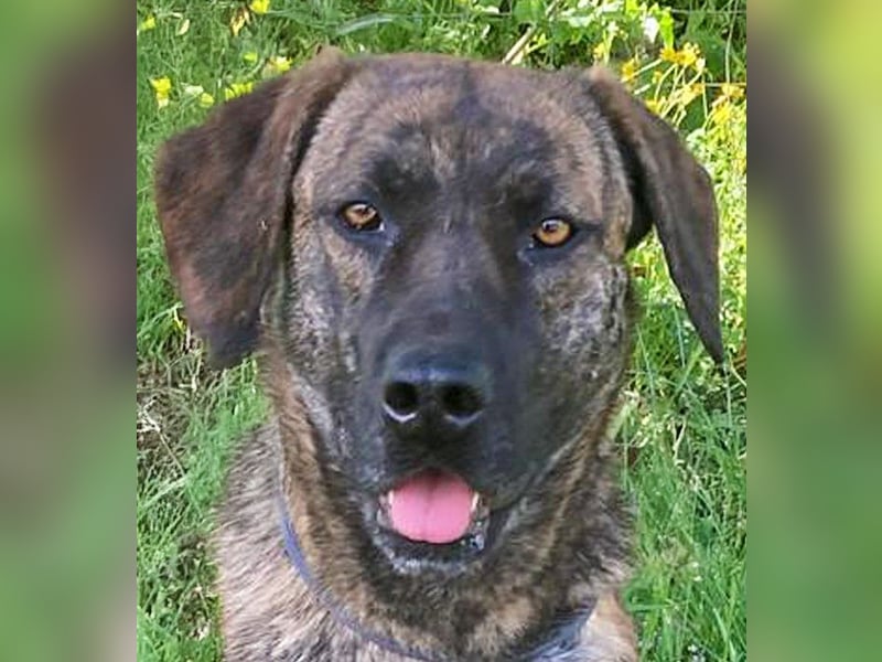 Ifi – eine Hundedame von Eleganz und Format!