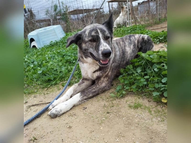 Ms. Bella, gestreifte Schönheit, ca. 7 Jahre, ca. 60 cm, ca. 25 kg