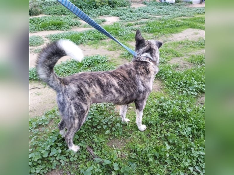 Ms. Bella, gestreifte Schönheit, ca. 7 Jahre, ca. 60 cm, ca. 25 kg