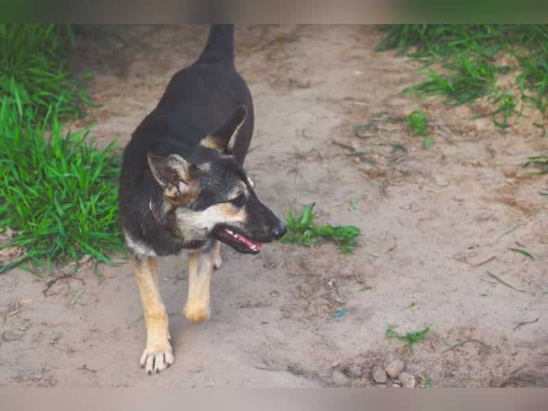 Liebe Hunde im Auslandstierschutz