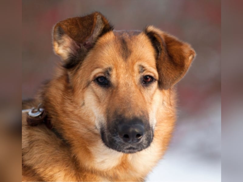 Liebe Hunde im Auslandstierschutz