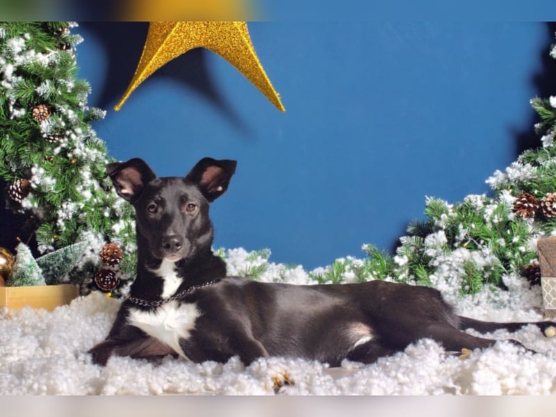 Liebe Hunde im Auslandstierschutz