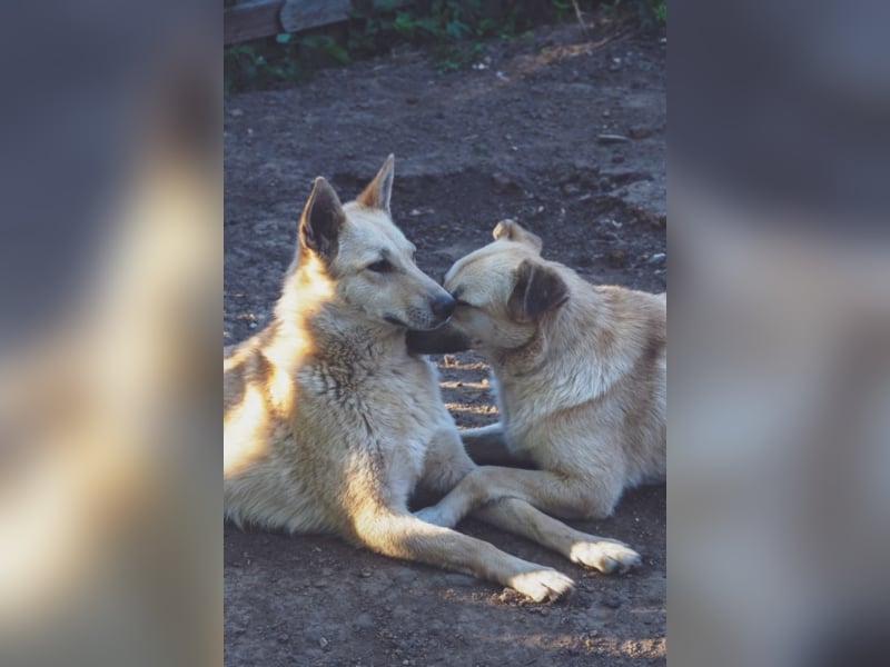 Liebe Hunde im Auslandstierschutz