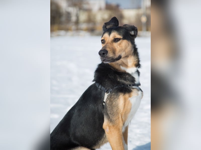 Liebe Hunde im Auslandstierschutz