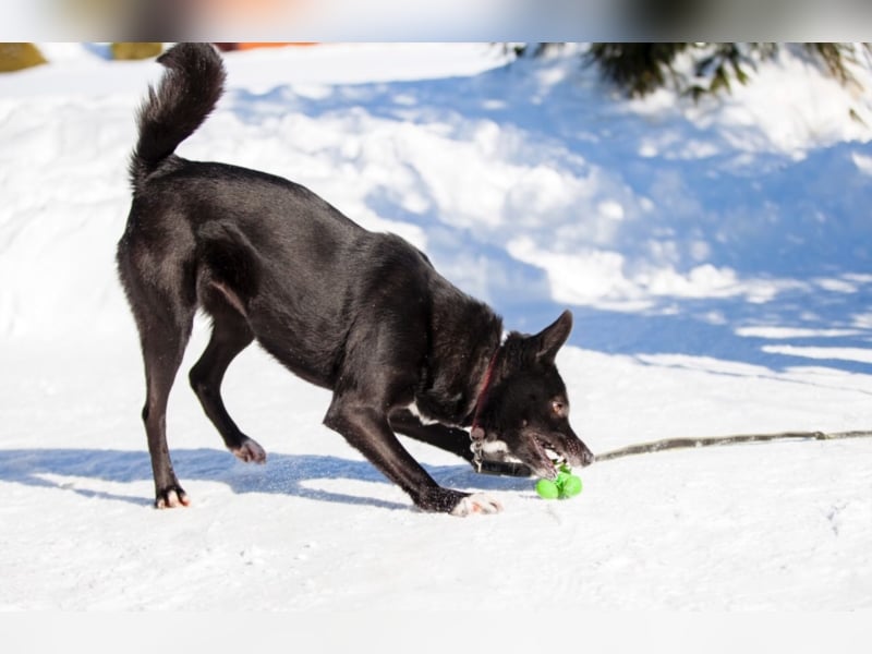 Liebe Hunde im Auslandstierschutz