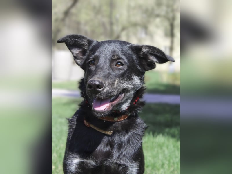 Liebe Hunde im Auslandstierschutz