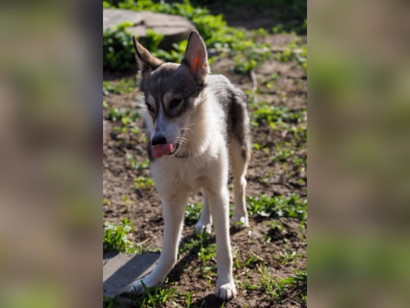 Liebe Hunde im Auslandstierschutz