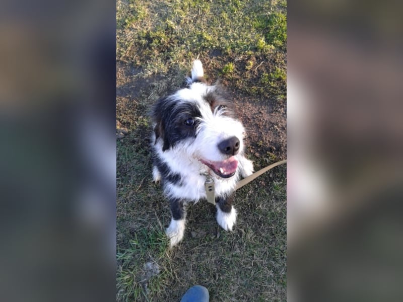 Liebe Hunde im Auslandstierschutz