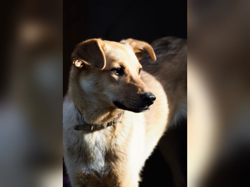 Liebe Hunde im Auslandstierschutz