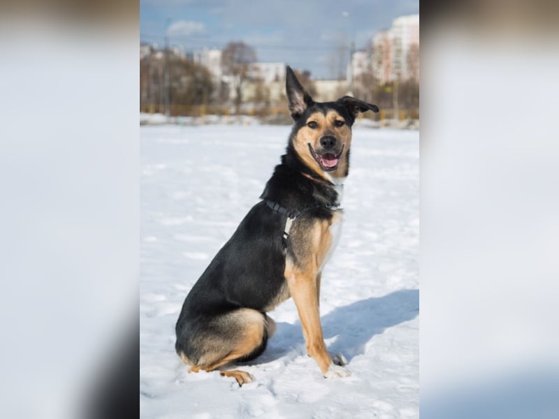 Liebe Hunde im Auslandstierschutz