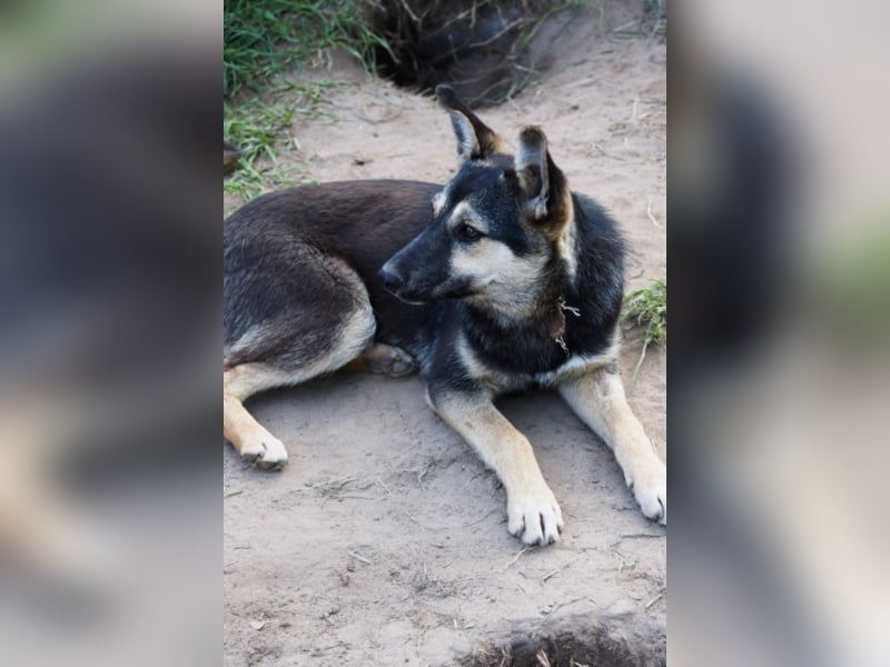 Liebe Hunde im Auslandstierschutz