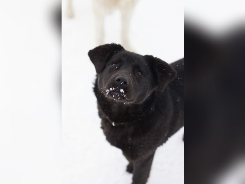 Liebe Hunde im Auslandstierschutz