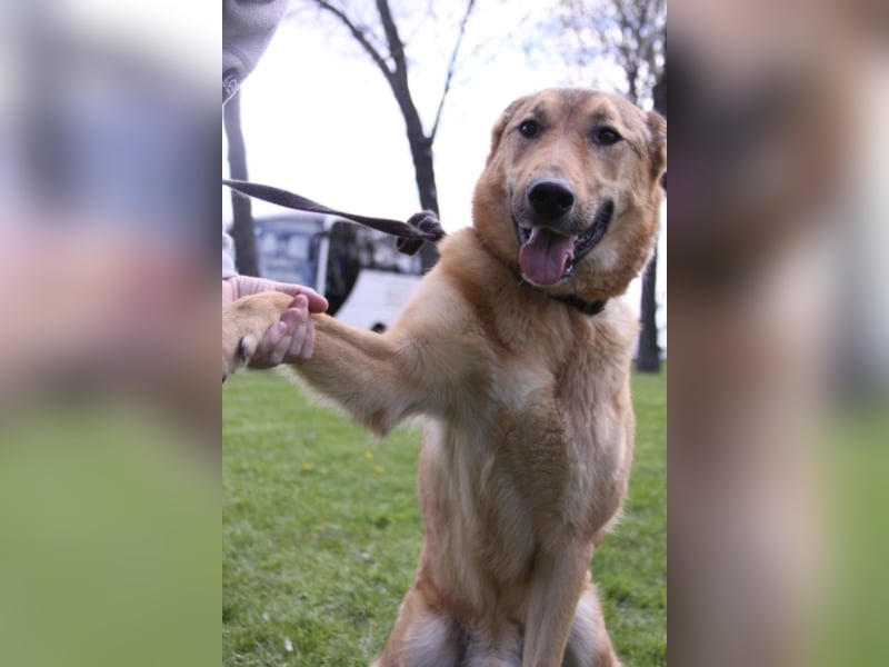 Liebe Hunde im Auslandstierschutz