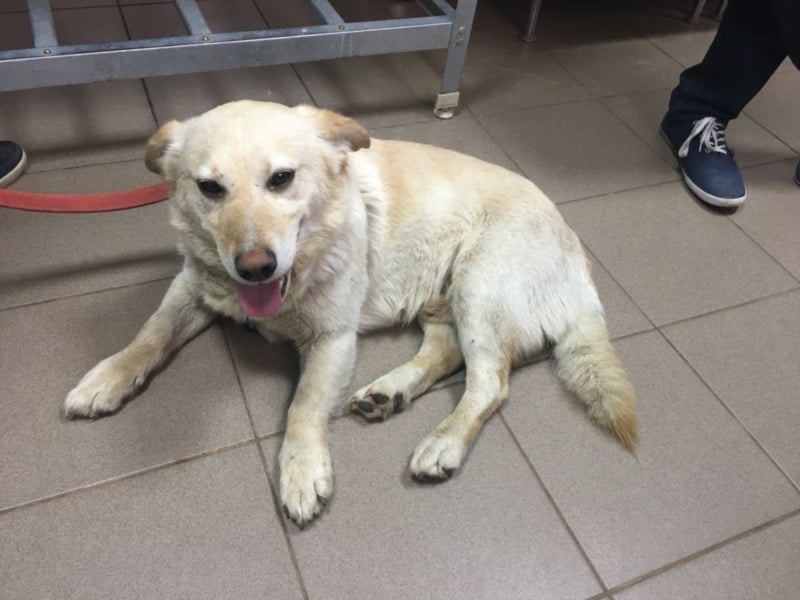 Liebe Hunde im Auslandstierschutz