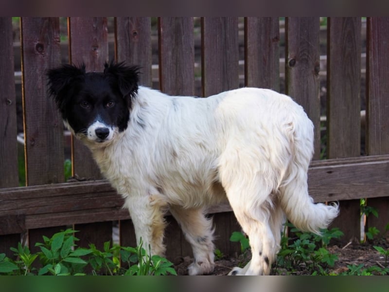 Liebe Hunde im Auslandstierschutz