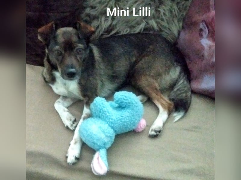 Kleine Lilli sucht neues Sofa in Dorsten NRW