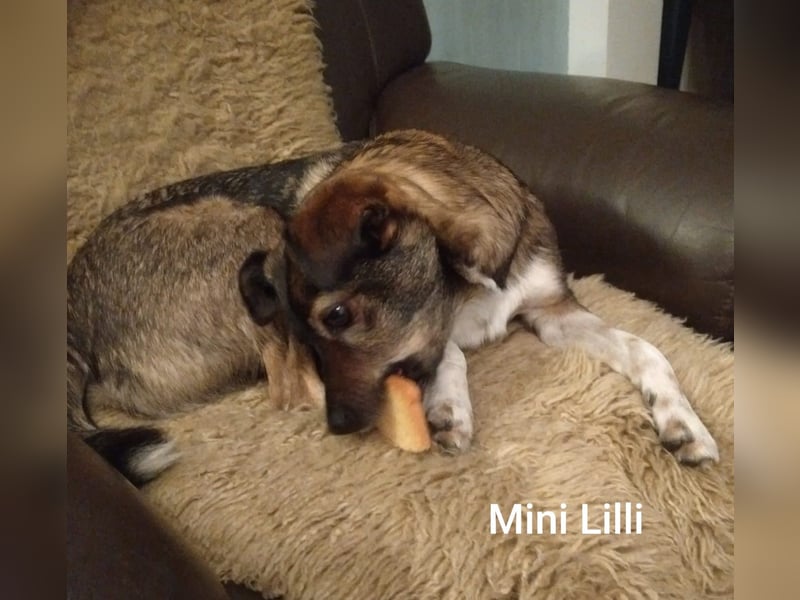 Kleine Lilli sucht neues Sofa in Dorsten NRW