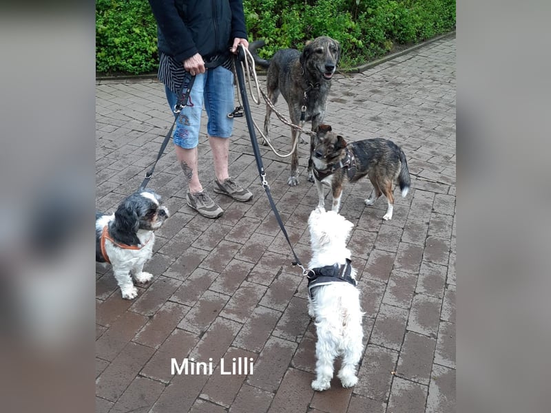 Kleine Lilli sucht neues Sofa in Dorsten NRW