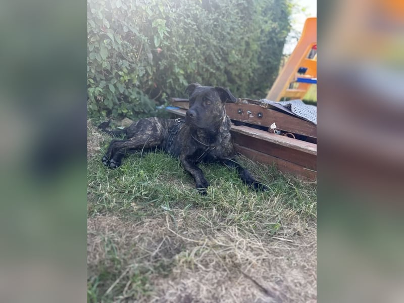 Coco sucht DRINGEND ein neues Zuhause!